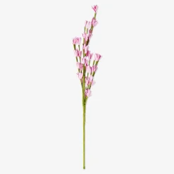 Sale Flying Tiger Rosa Zierblume